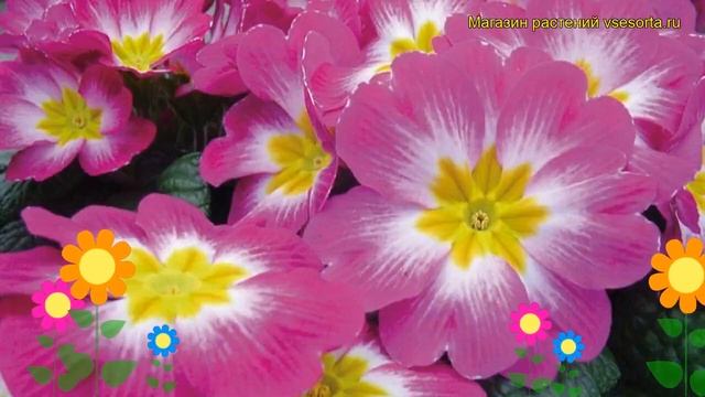 Примула бесстебельная Пионер Кармин. Краткий обзор, описание Primula Acaulis Pioner Carmine