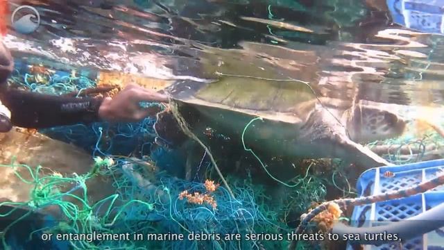 Endangered Ocean: Sea Turtles