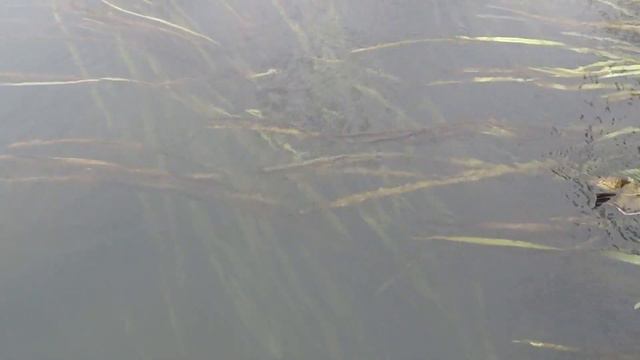 д.Знаменка, Митропольский с/с, Бондарский район