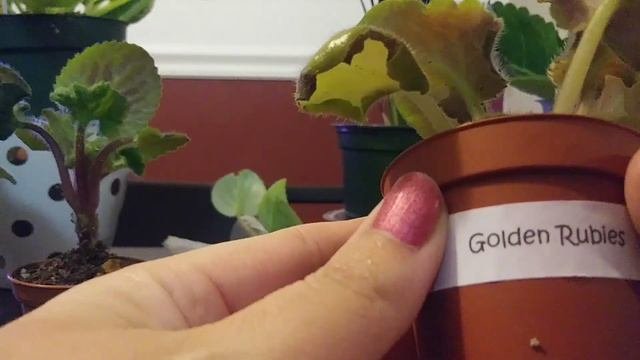 Unboxing: Bloomlovers African Violets And A Plant Haul