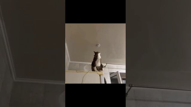Кот электрик, как поменять лампочку