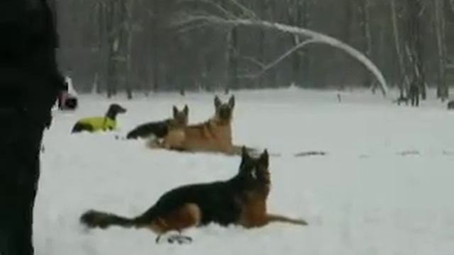 Сокольники 03-02-2013 (выдержка)