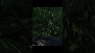 Far Cry 3 "Непросушенный валенок"