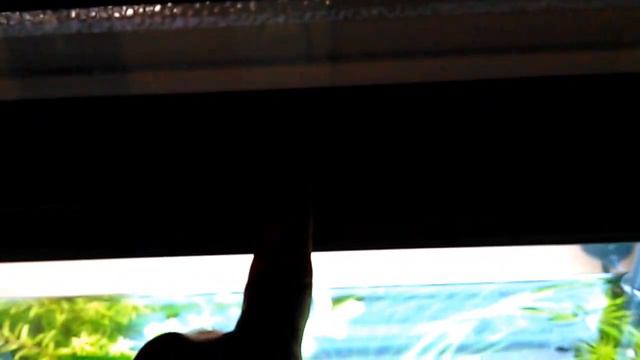 algas en el acuario? cambios de agua.