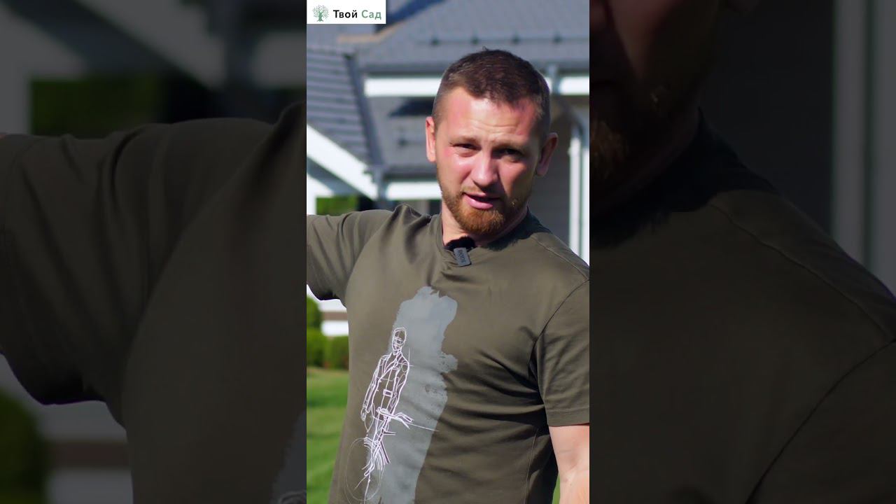 Лесной массив на участке из берёз и сосен #ландшафтныйдизайн  #shorts