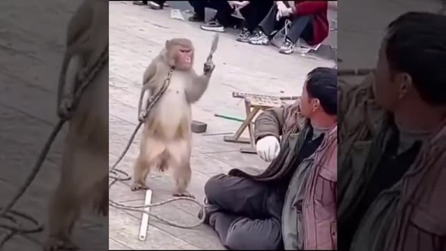 бибизян с ножом