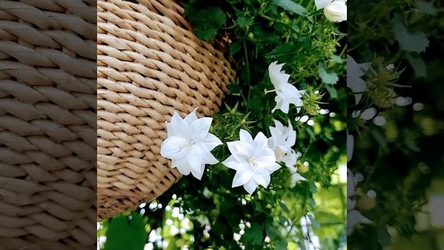 Кампанула в композиции/ Садовая Палитра