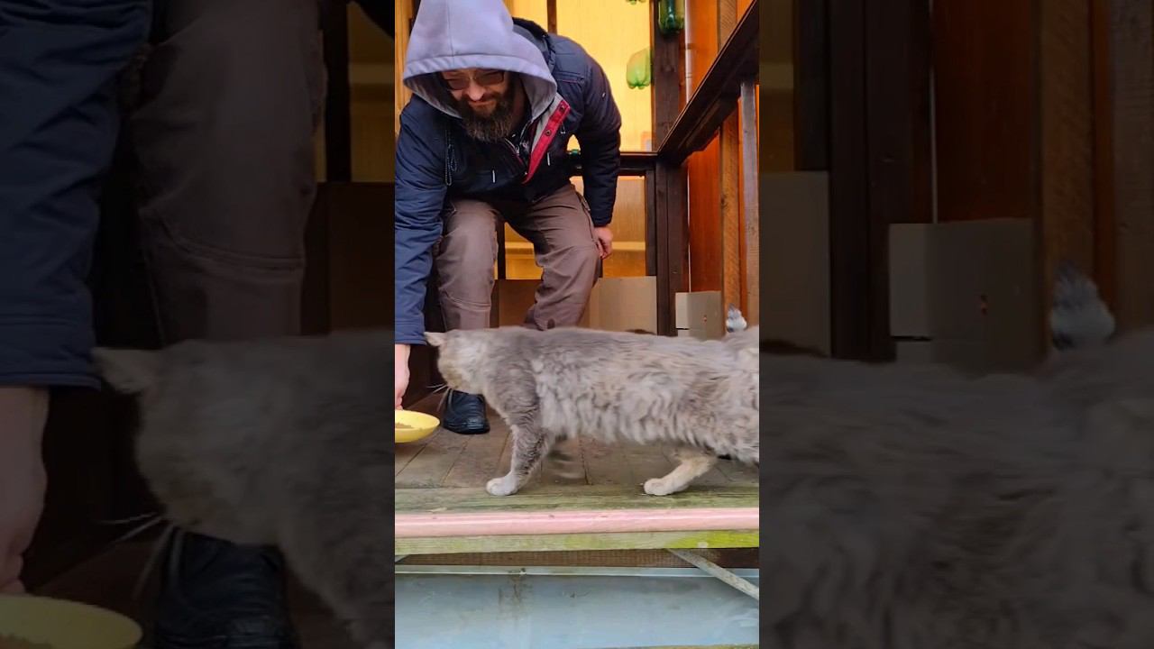 Дачные бродячие котики пришли покушать #котики #бездомныекошки  #помощьбездомнымкошкам