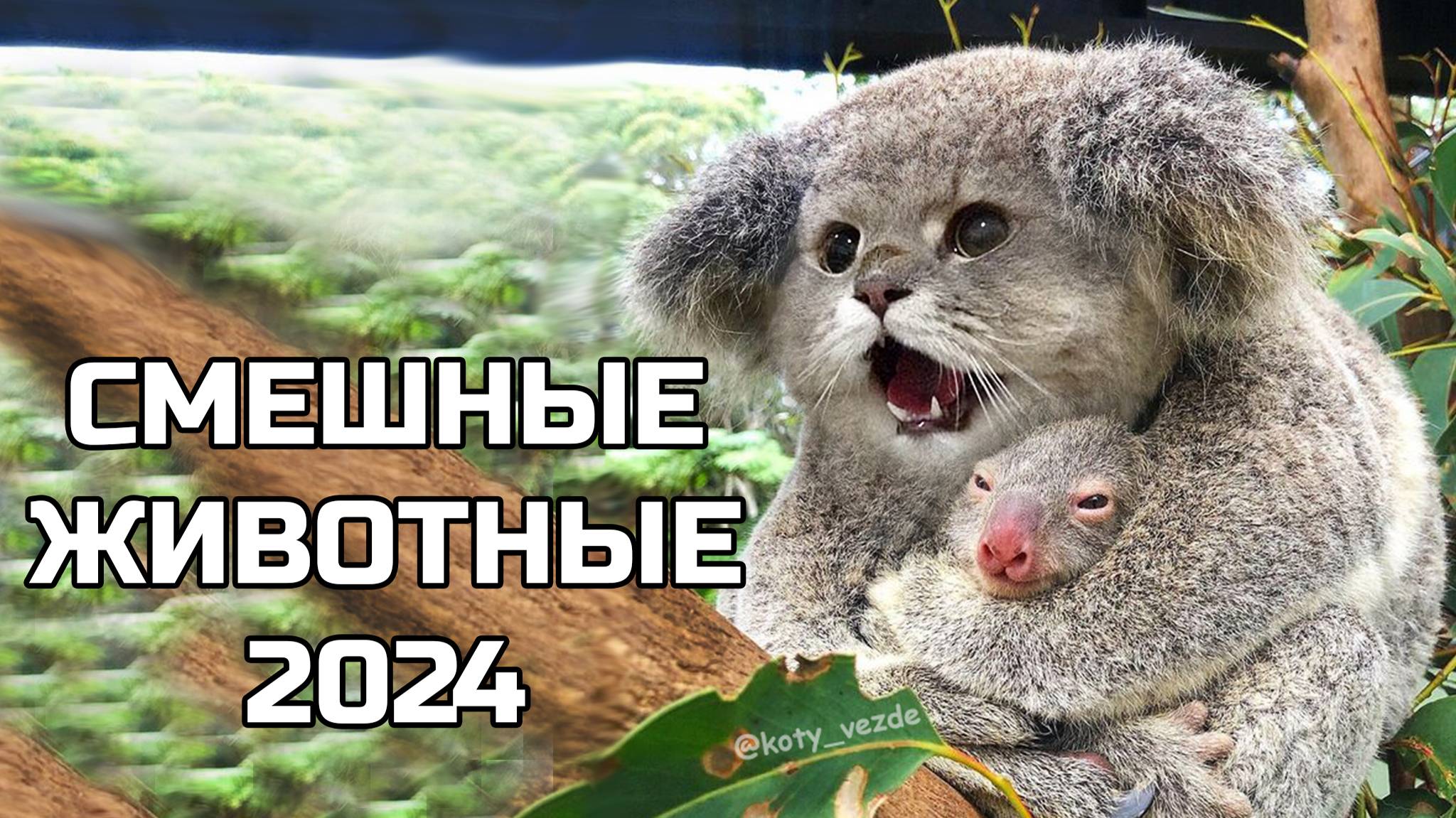 Смешные животные 2024 - попробуй не засмеяться! (№55) котики, котята