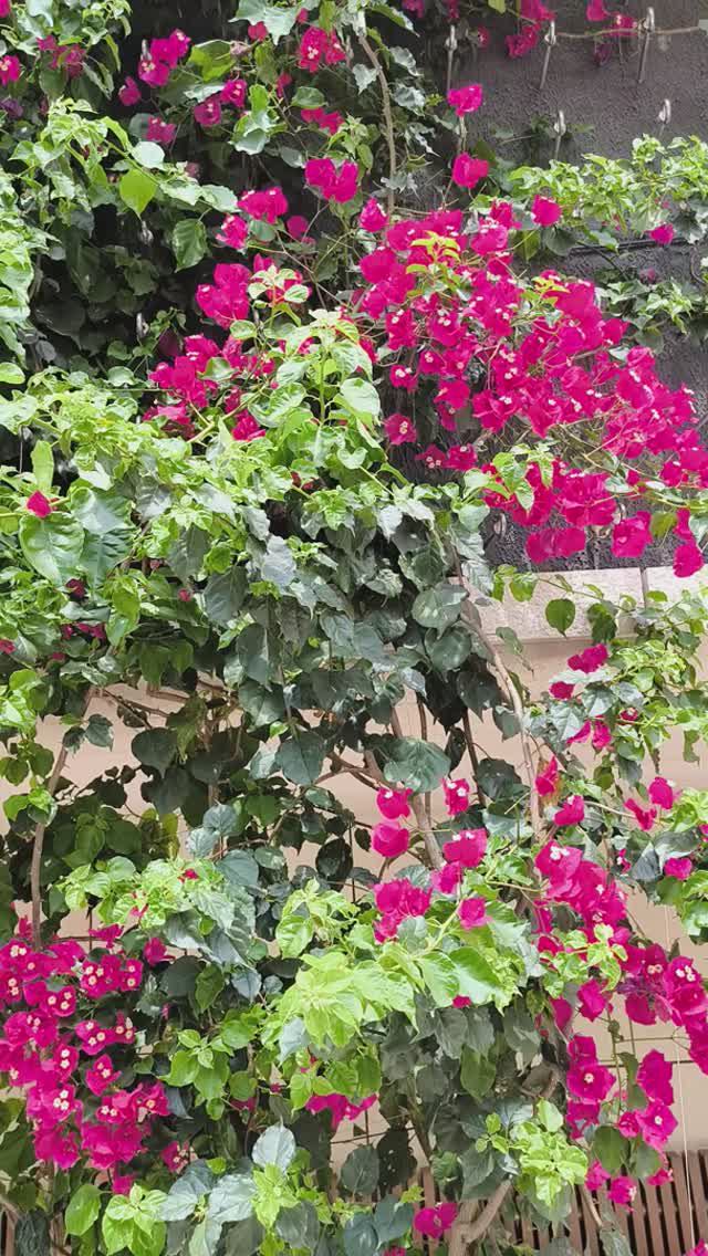 Фонтан Бугенвиллея. Яркие цветы олицетворяют любовь и страсть! Лето в парке Галицкого. 9 июня