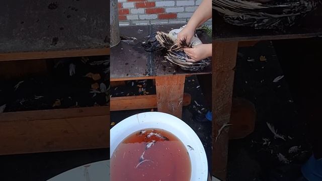 Срочно убираем петухов!