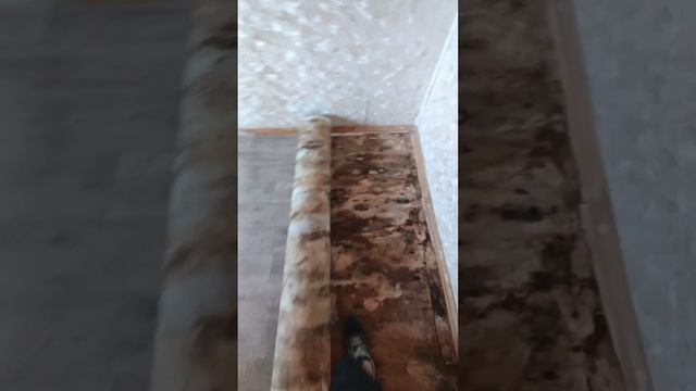 Плесень?? Проблемы и решение с полом в каркасном доме. Отсутствуют продухи.