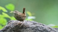 Zaunkönig (Eurasian Wren), Ostfriedhof München, Juni 2018