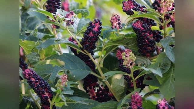 ЛАКОНОС или  ФИТОЛАККА  PHYTOLACCA  сем. Лаконосные