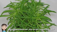 Peperomia Ferreyrae: Um Guia Completo Desta Planta