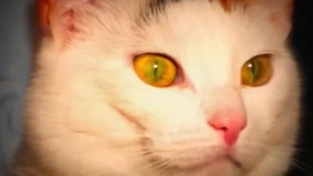 Мартовская  кошка  Анфиса