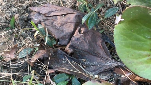 ОГород во второй половине марта  Окучиваем смородину и крыжовник  Делаем дорожки в огороде