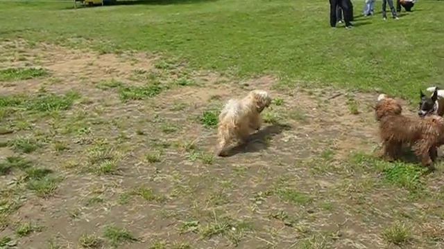 Тибетский терьер