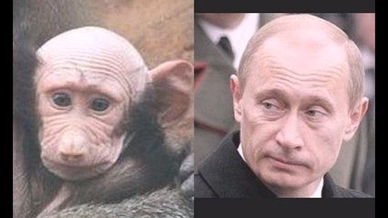 Люди Похожие На Путина Фото
