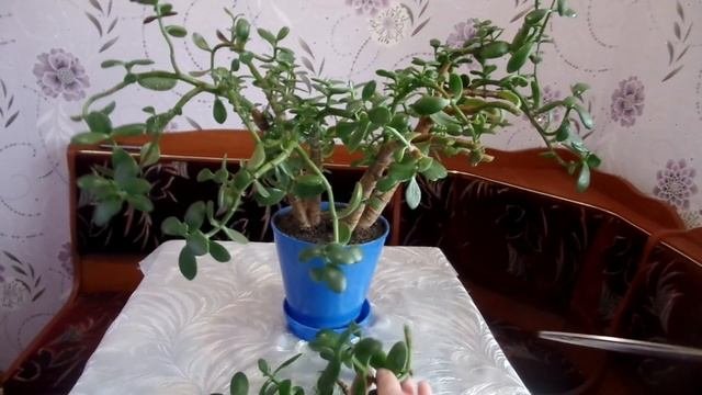 Толстянка денежное дерево формирование кроны Часть1-я