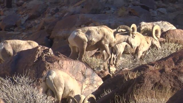 Bighorn Sheep In the California Desert