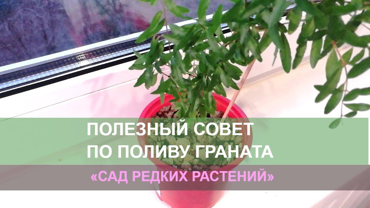 Как поддерживать влажность грунта у комнатных гранатов?