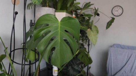 my favourite plants with 💚HEART💚 shaped leaves