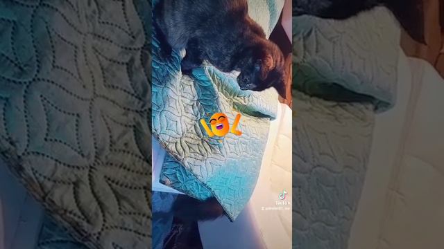Играем в прятки. До чего же коты хитрые. We play hide and seek. How cunning cats are