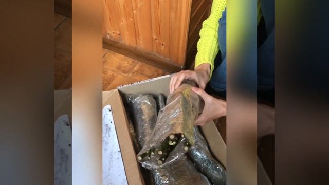 Распаковка посылки с розами из питомника Марии Харченко MaryRoses. Розы на весну 2021 года