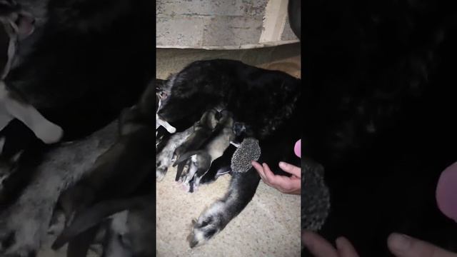 хаски кормит ежонка грудным молоком