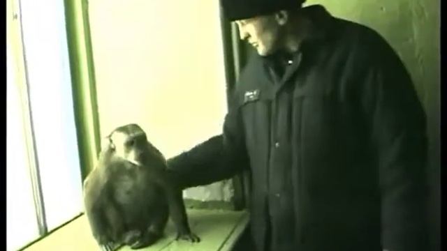 Темная лошадка Зоопарк в колонии