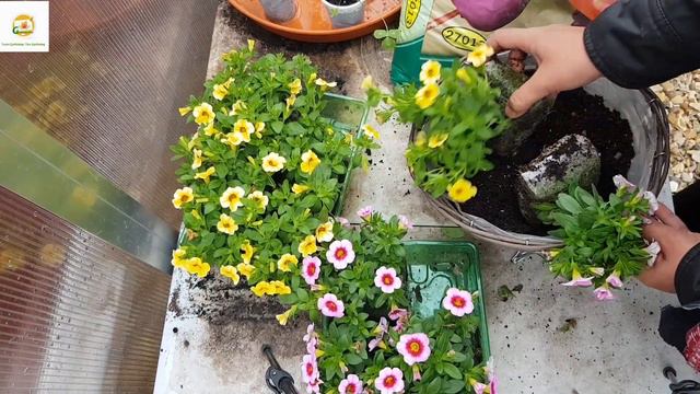 Planting mini trailing petunias (calibrachoa/million bells) & homegrown petunias in hanging baskets