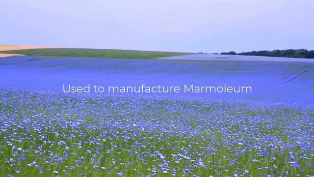 Forbo Flooring - CO2 Neutral Social Media Animation Two