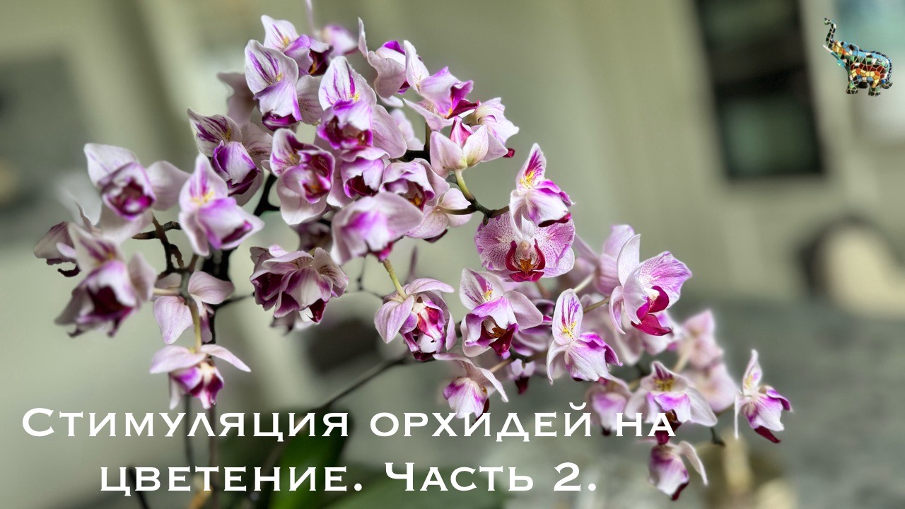 Стимуляция орхидей на цветение. Часть 2. Проливаю монокалий фосфат. #phal #какзацвестиорхидею #орхид