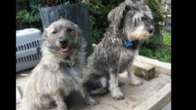 Holbrook Animal Rescue Slide Show 1