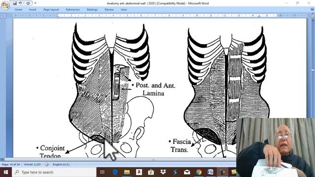 Anatomy GIT module in English 2021 ( Internal abdominal oblique muscle) ,by Dr.Wahdan