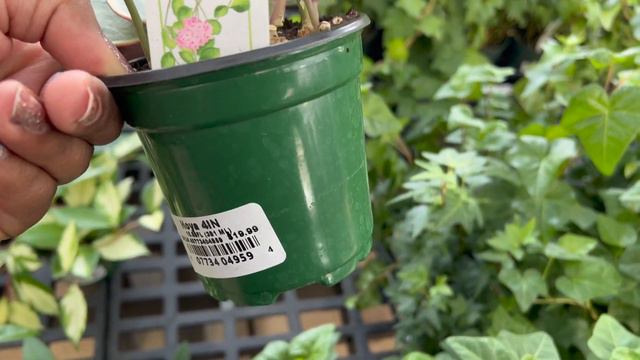 PLANT SHOPPING WITH $25 | Vlogmas 2022