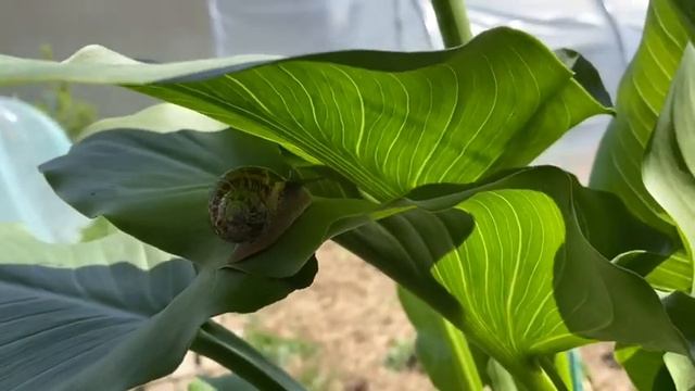 Пересадка, посадка орхидеи и неожиданная гостья🐌