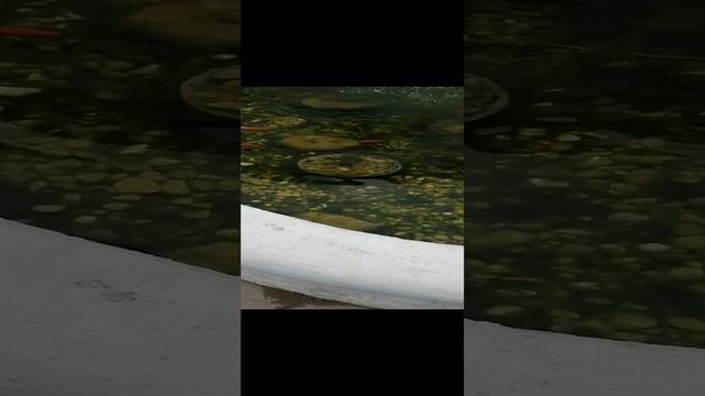 Крым. Дворик гостиницы .mp4