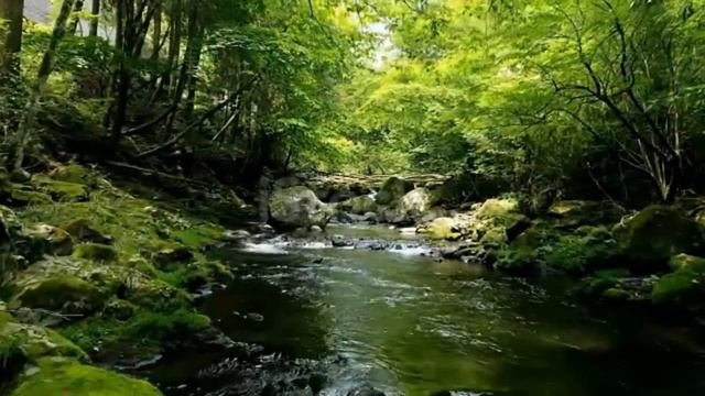 Relaxing Sounds of the Mountain River