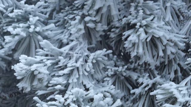 Зимняя природа Ставрополя Природа