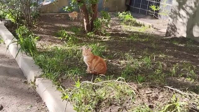 Уличные котики наслаждаются солнышком