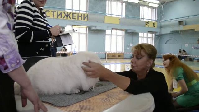 Суки, класс Открытый
