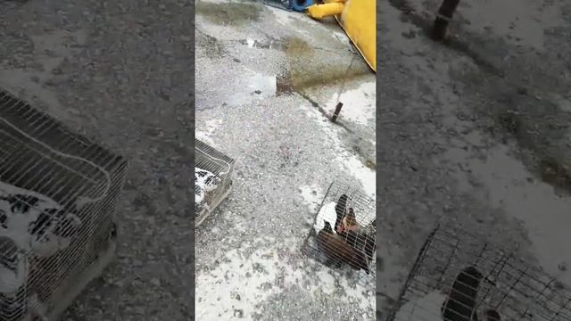 Вытовка птицы в Крыму город Нижнегорск