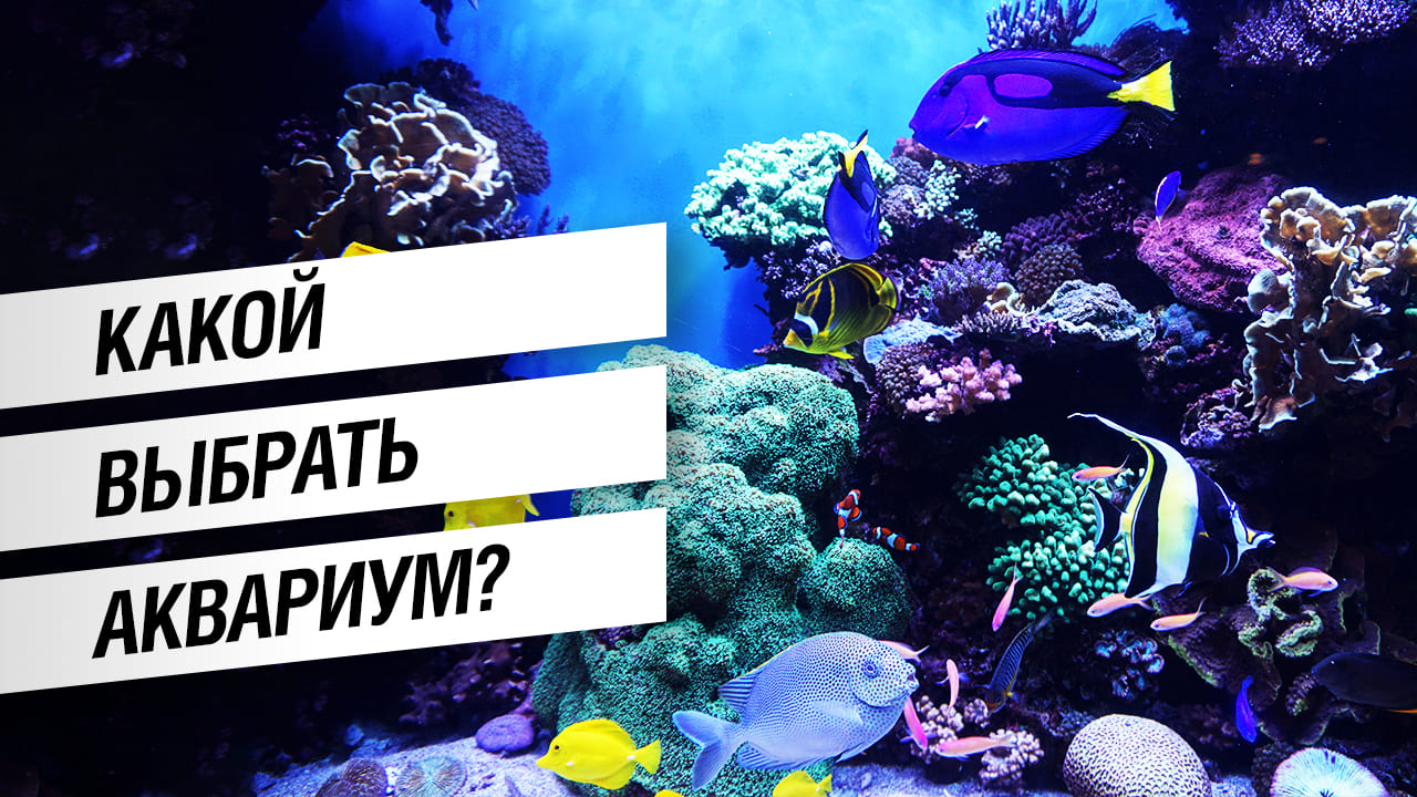 Подводный мир у себя дома. Как завести свой первый аквариум?