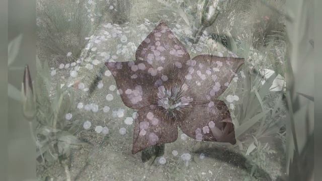 ЛЕН (LINUM)