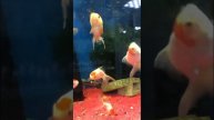 Золотые рыбки узнают своего хозяина
