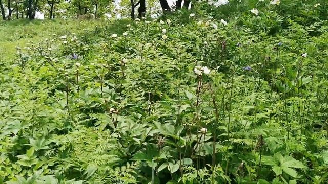 Дикие, но очень красивые пионы