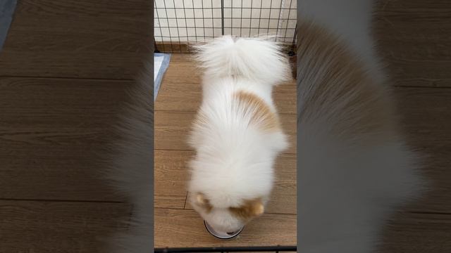 Что думает собака после еды?!