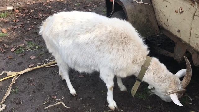 Режим доїння у нашому господарстві та причини самовидоювання в кози